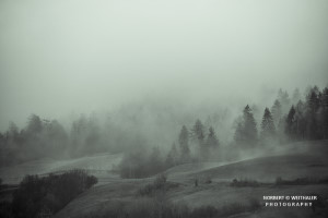 29k fotoart foto fotografie kunst composing bildbearbeitung blumen landschaft tiere portrait stil weithaler norbert